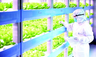 led植物工廠 省心種 放心吃 開(kāi)心玩