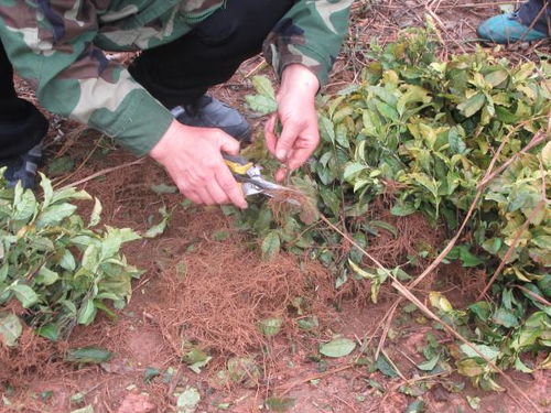 廣西農科院 廣西亞熱帶作物研究所