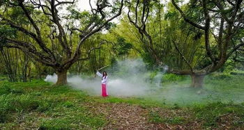 博羅有一大片古欖樹,樹齡近200年,在嶺南地區絕無僅有